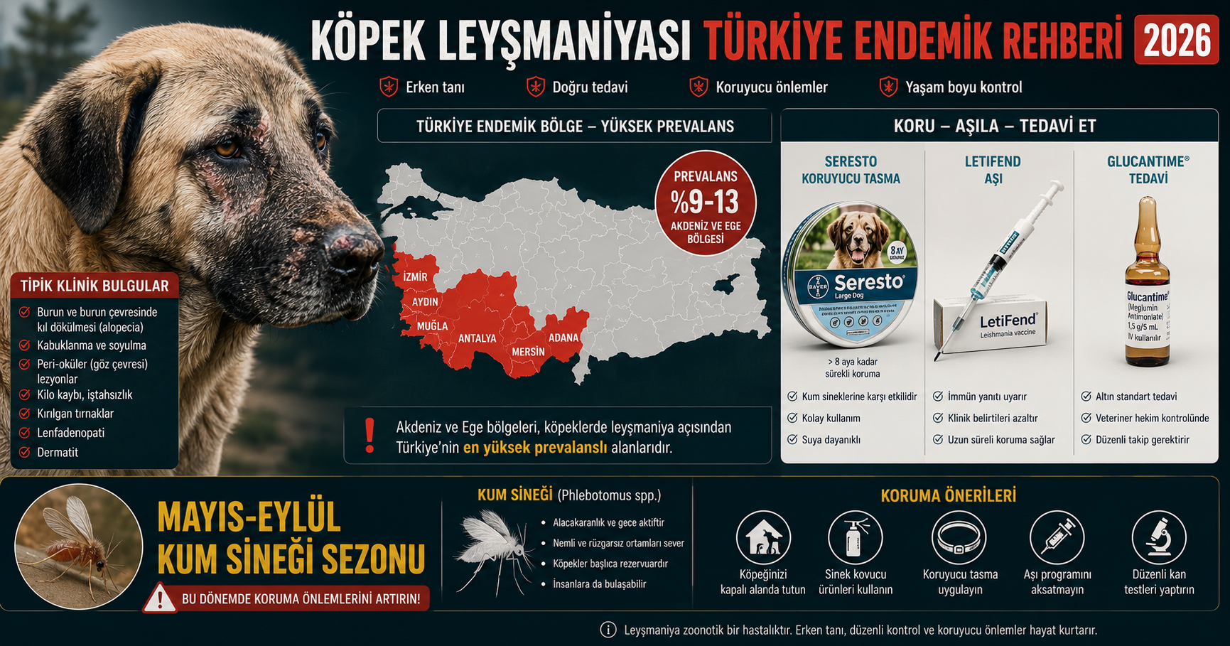 Köpek Leishmania leyşmaniyazis Türkiye Akdeniz Ege endemik kum sineği hastalığı - LetiFend aşı Seresto tasma %88 Scalibor %61 etkinlik meglumine antimoniate allopurinol tedavi domperidone profilaksi zoonoz sahip korunma Mismama bilimsel rehber 2026