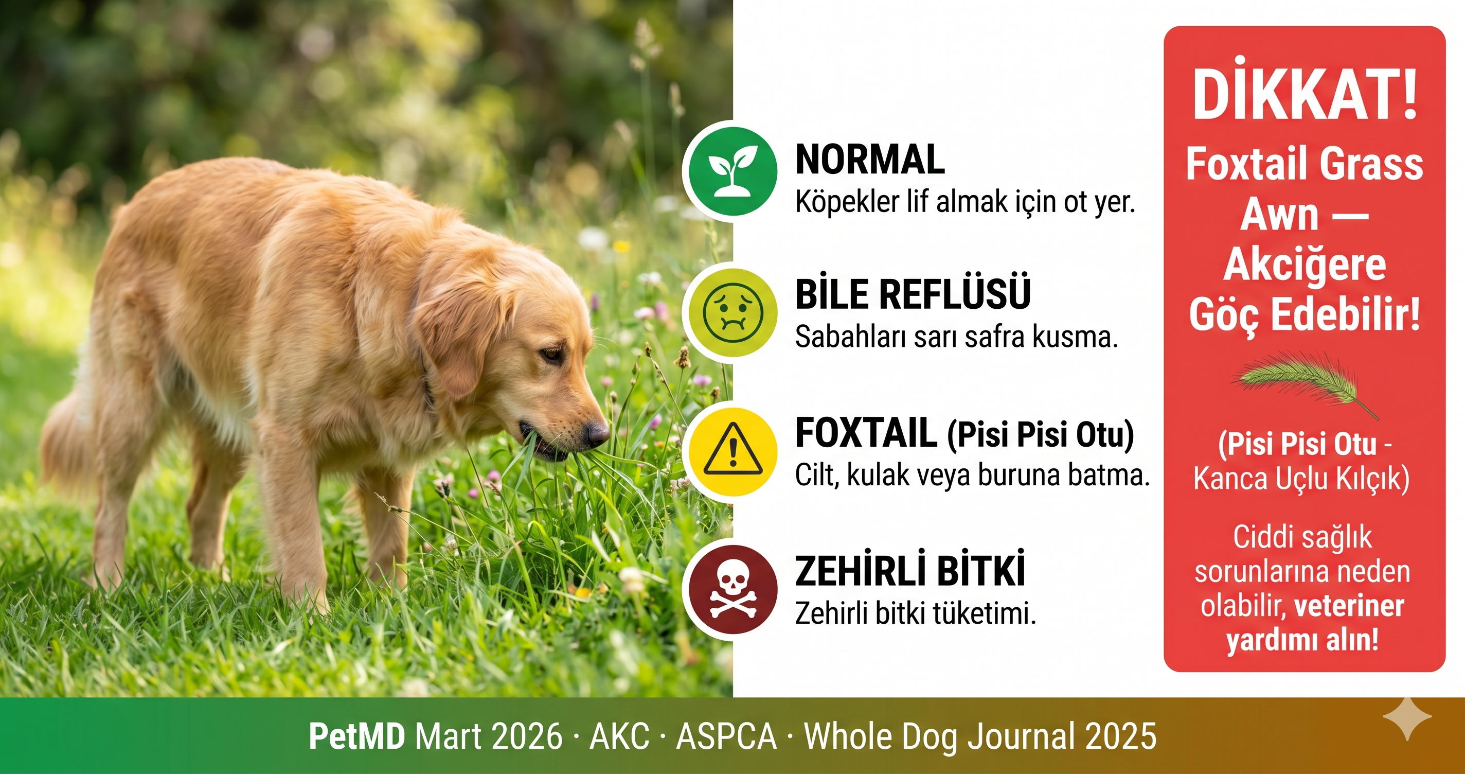 Köpek ot yiyor neden pica bile reflüsü foxtail grass awn zehirli bitki davranış ayırıcı tanı 2026 Mismama bilimsel rehber