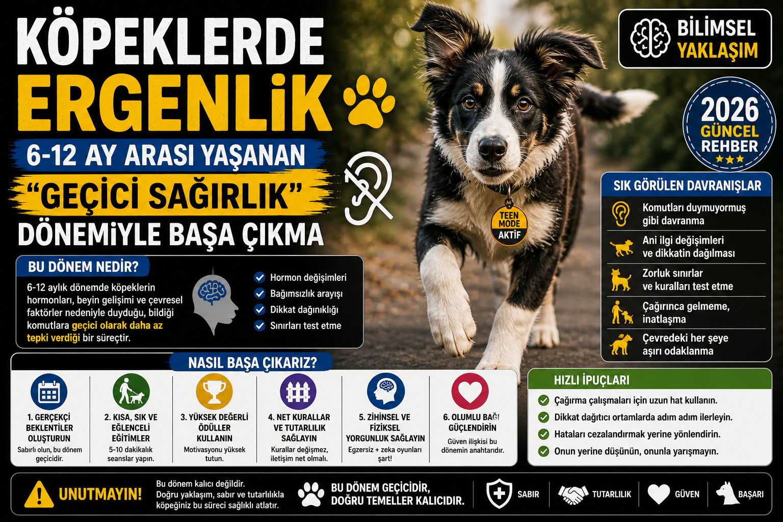 Köpeklerde ergenlik 6-18 ay geçici sağırlık davranış değişiklikleri bilimsel rehber 2026 Mismama