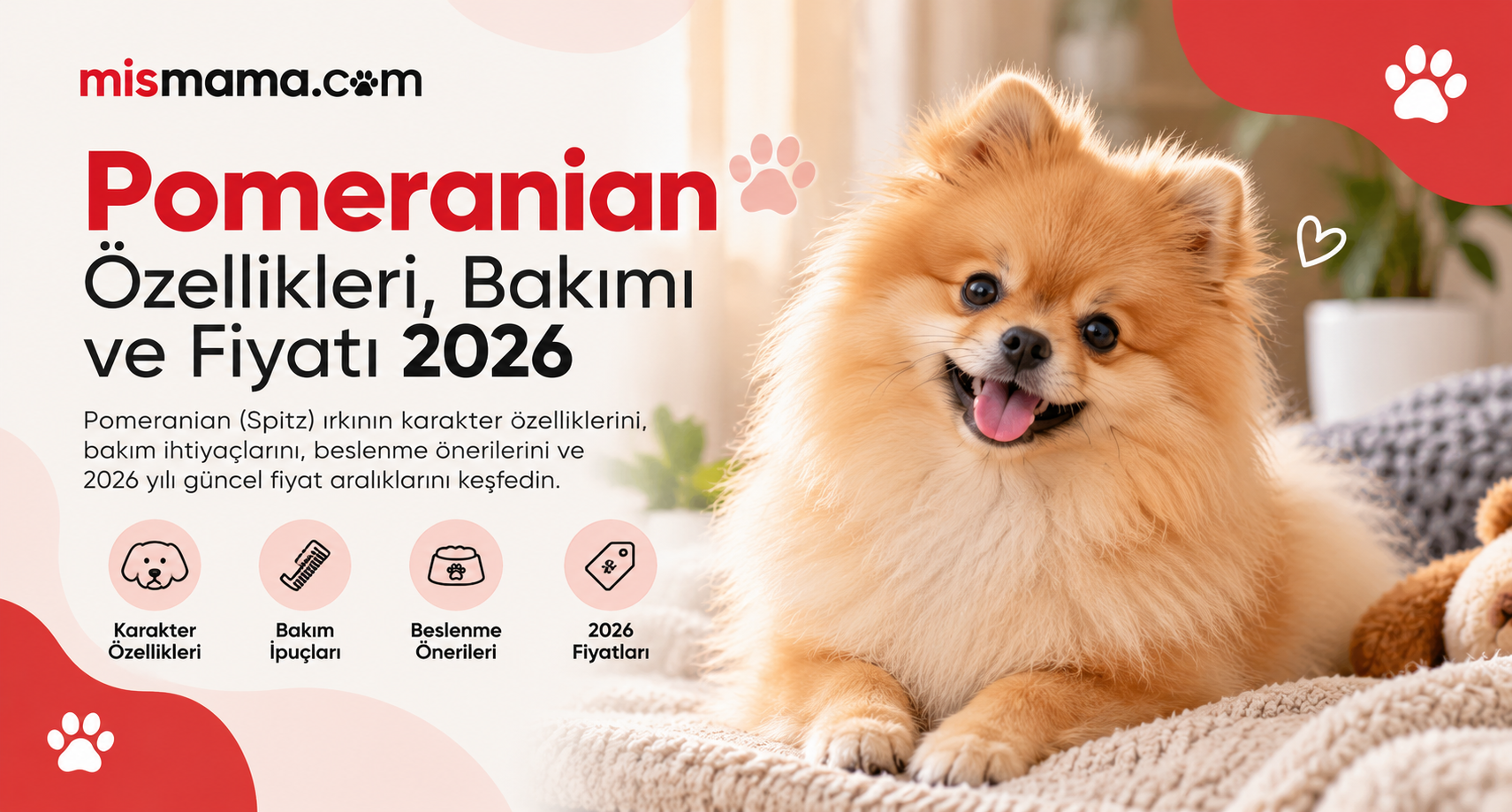 Pomeranian köpeği özellikleri bakımı sağlığı ve fiyatı 2026: turuncu tilki yüzlü küçük ırk, trakea çökmesi ve diz kayması riski, Mismama