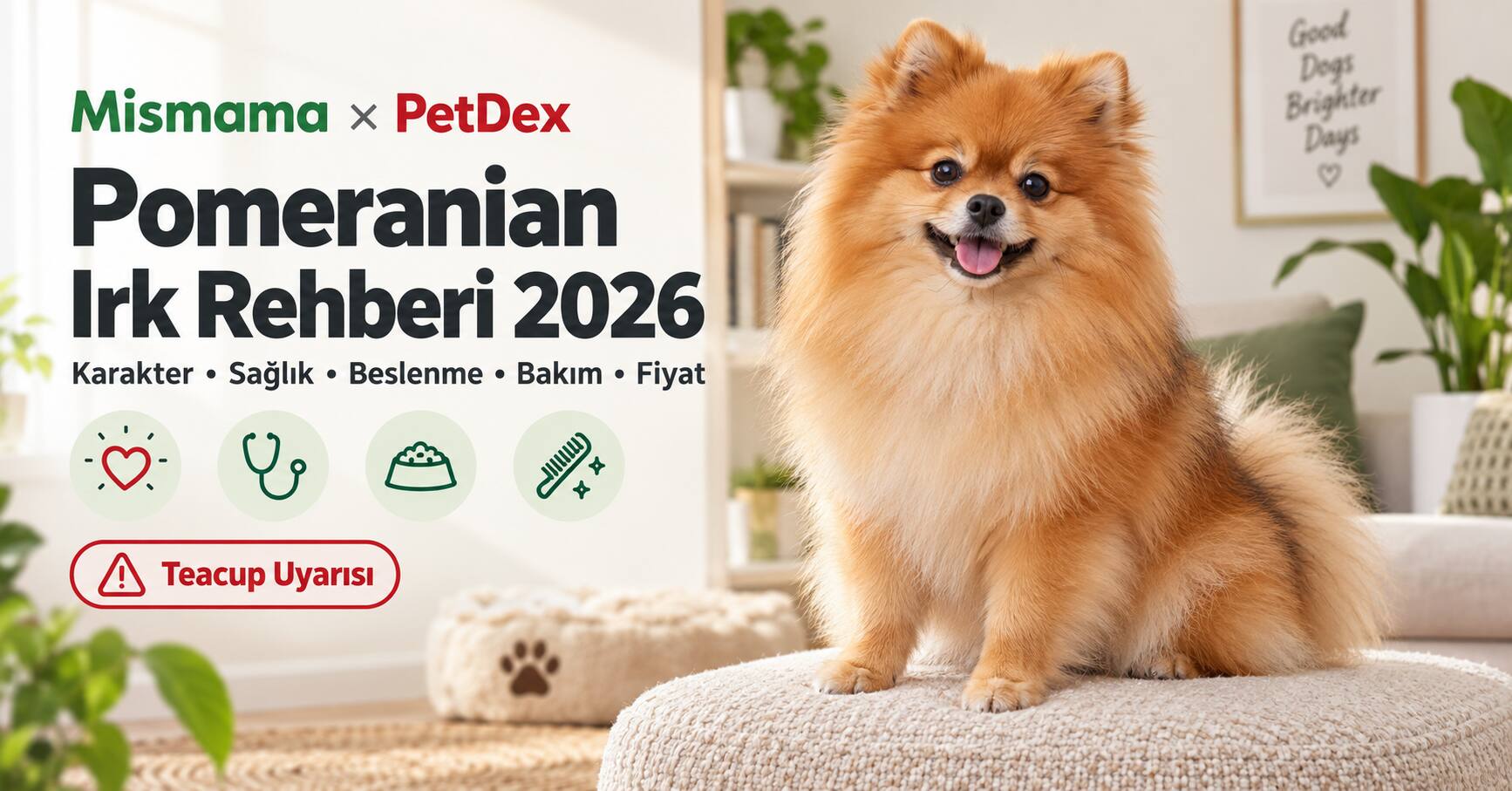 Pomeranian Köpeği