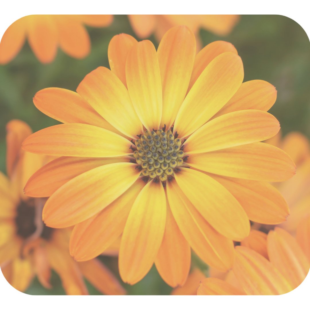 Calendula Officinalis