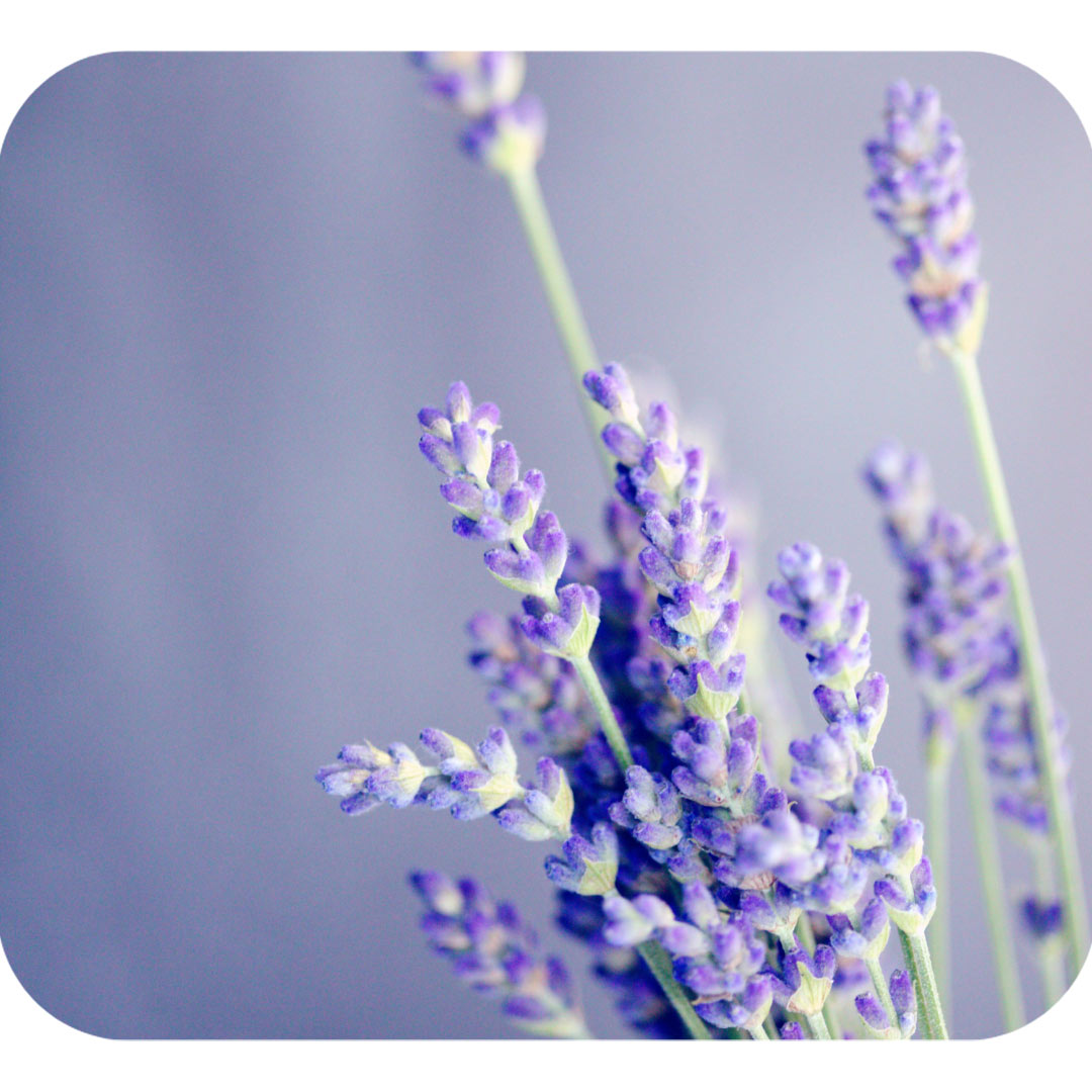 Lavandula Angustifolia