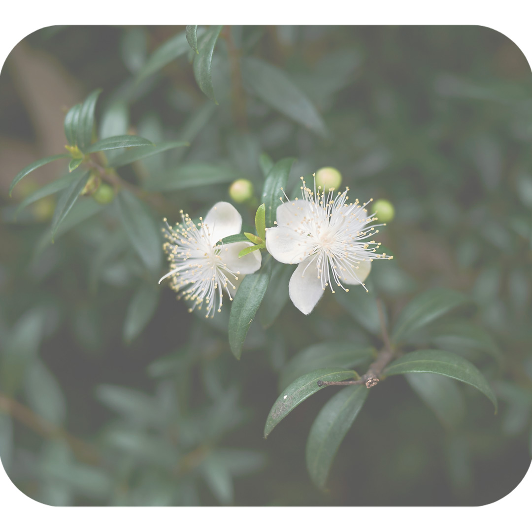 Myrtus Communis