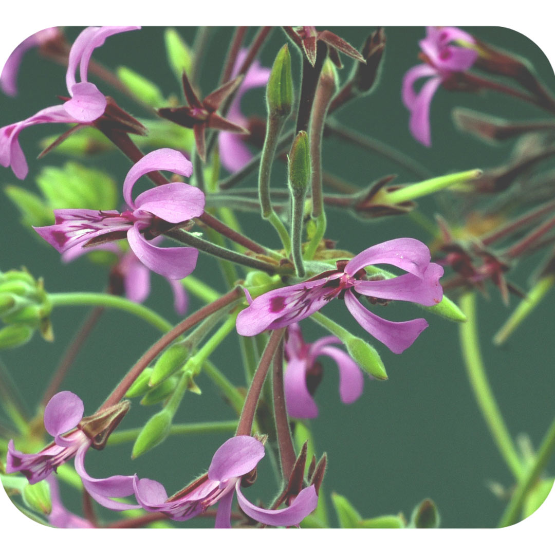  Pelargonium Graveolens