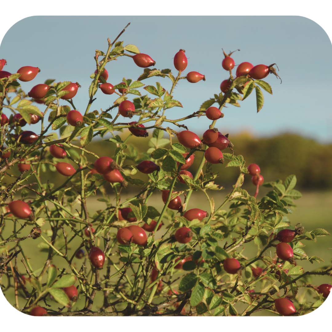 Rosa Canina