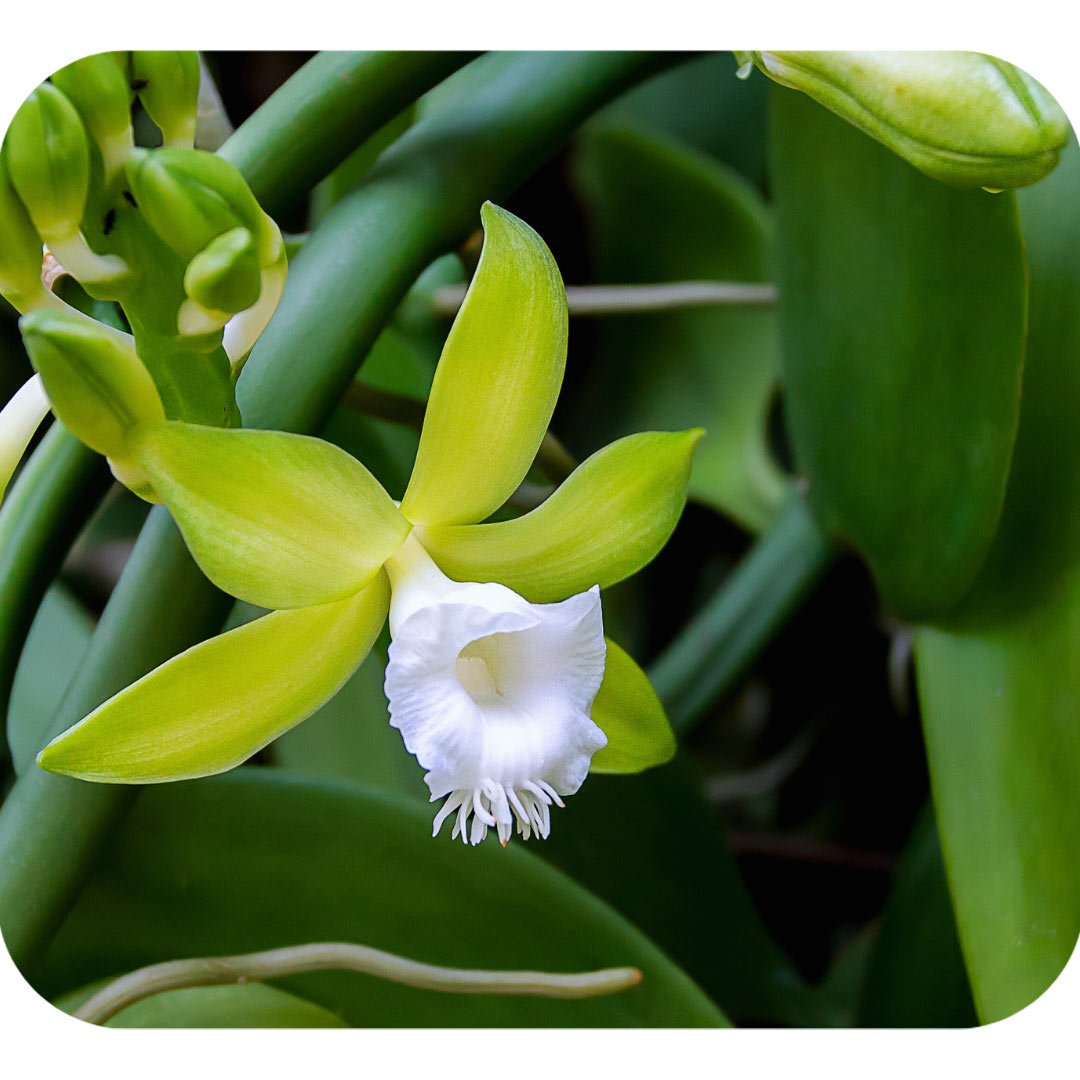 Vanilya Planifolia