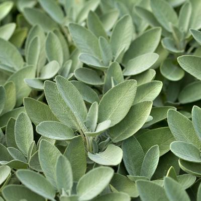 ADAÇAYI HİDROSOLÜ 1 KG