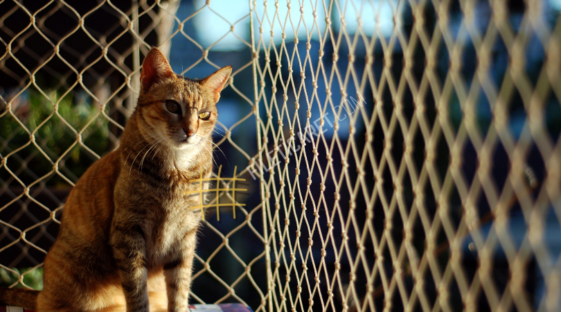 Balkon Kedi Koruma Filesi Nedir?
