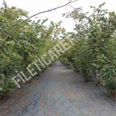 %55- Zeytin Toplama Filesi - Yeşil