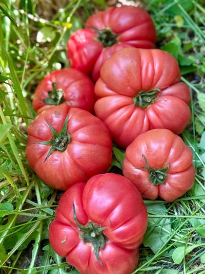 Boğumlu Pembe Domates 600 Gr