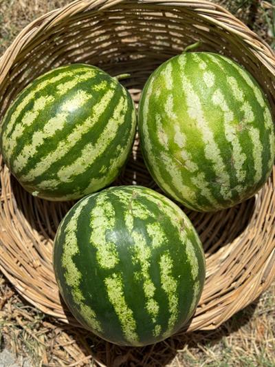 Çizgili Karpuz 1-2 kg