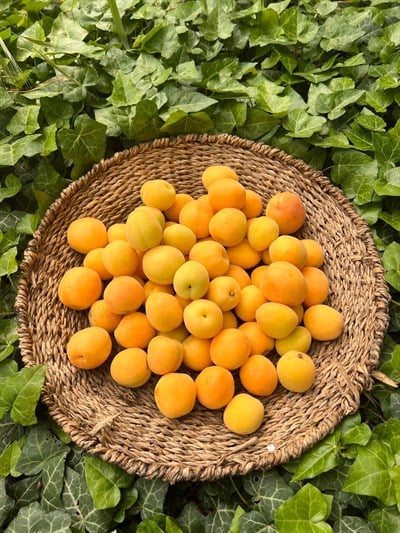 Kayısı 500 gr