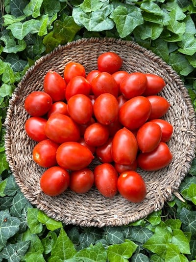 Kırmızı Tarla Domatesi 600 gr