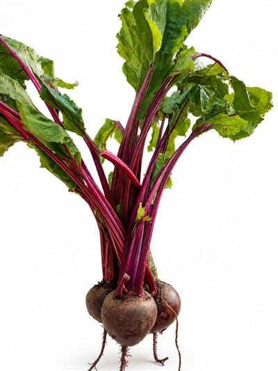 Pancar 500 gr
