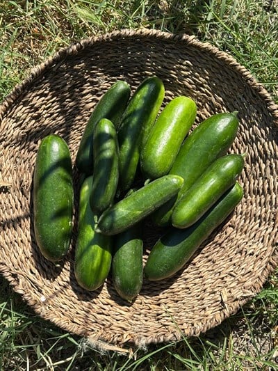 Salatalık 1 Kg