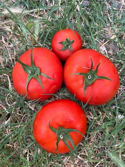 Tarla Domatesi 600 gr