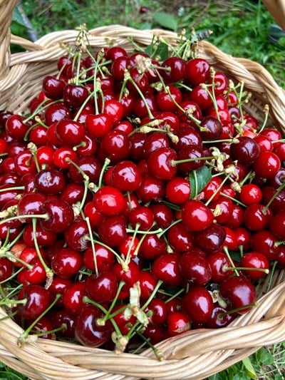 Vişne 500 gr