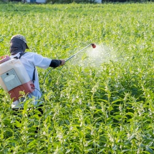 Zirai İlaçsız Tarım