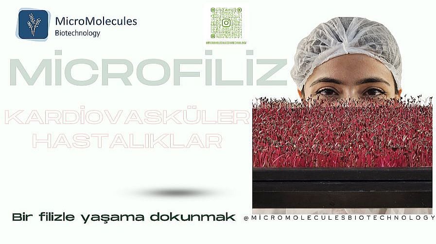 Micro filiz-Kardiovasküler Sistem