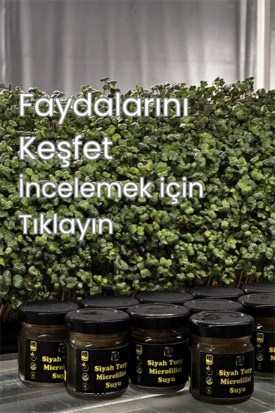 Siyah Turp Mikrofiliz Özütü