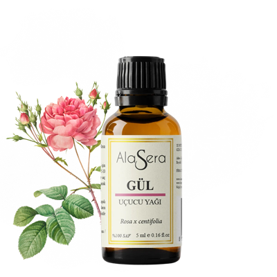 ALASERA GÜL YAĞI (ROSA X CENTİFOLİA) 5 ML