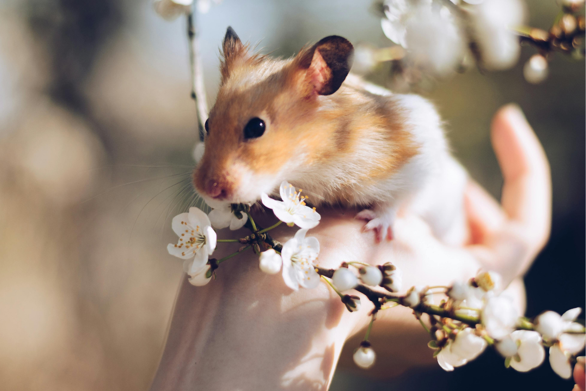 Hamster Bakımı ve Beslenmesi Hakkında Bilmeniz Gereken Her şey