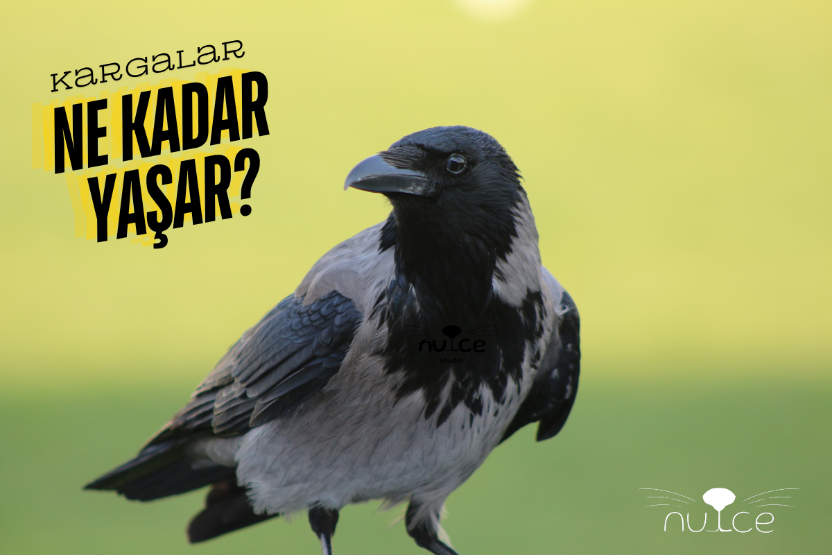 kargalar kaç yıl yaşar, sıradışı kuşların sırları