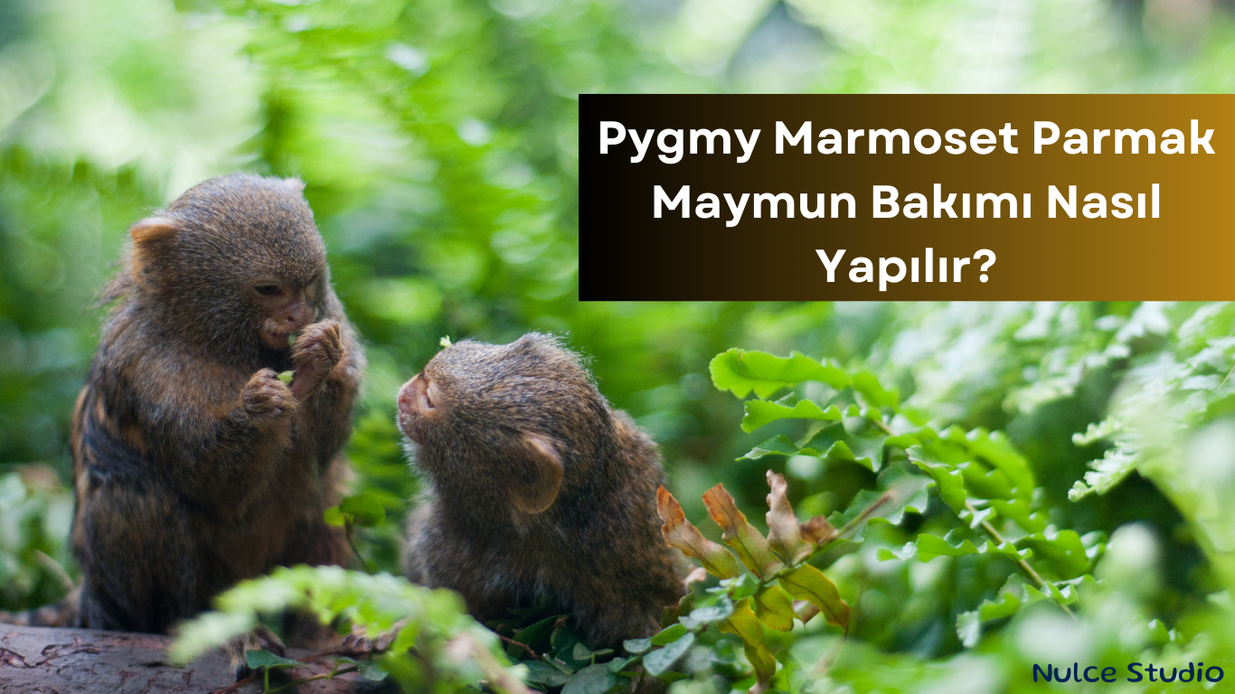 pygmy marmoset parmak maymun bakımı nasıl yapılır