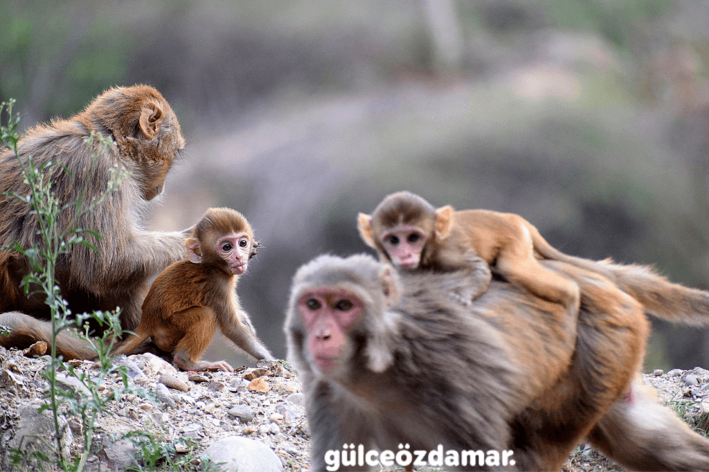 What Is the Difference Between Animal Psychology and Ethology?