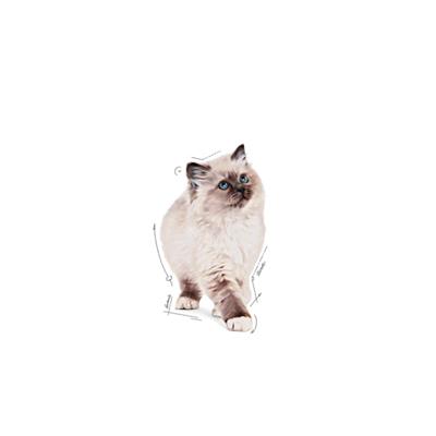 Royal Canin Kitten Gravy 85gr x 12