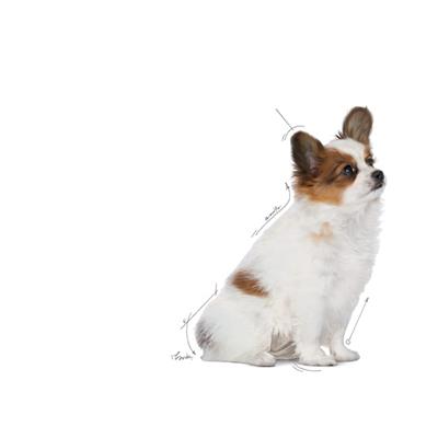 Royal Canin X-Small Puppy 3 Kg