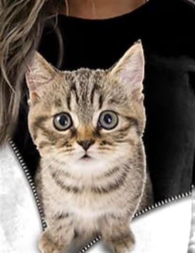 Kadın Uzun Kollu Bisiklet Yaka Kedi Baskılı şardonlu Dalgıç Bluz