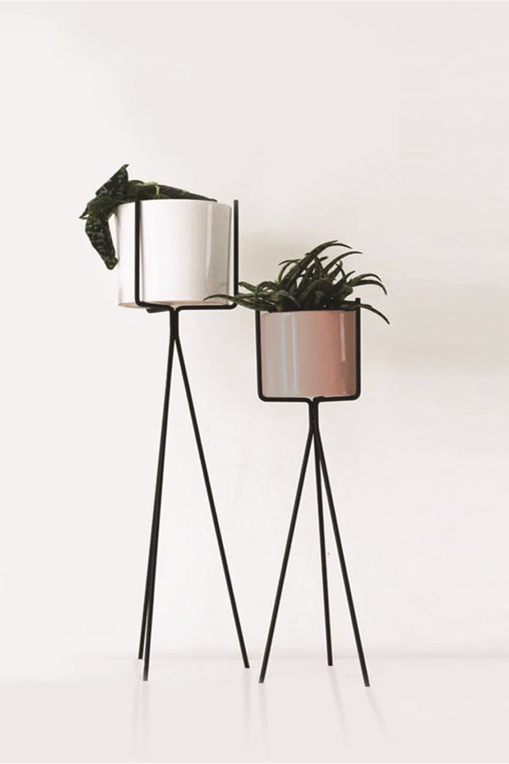 Siyah Saksılık Kısa