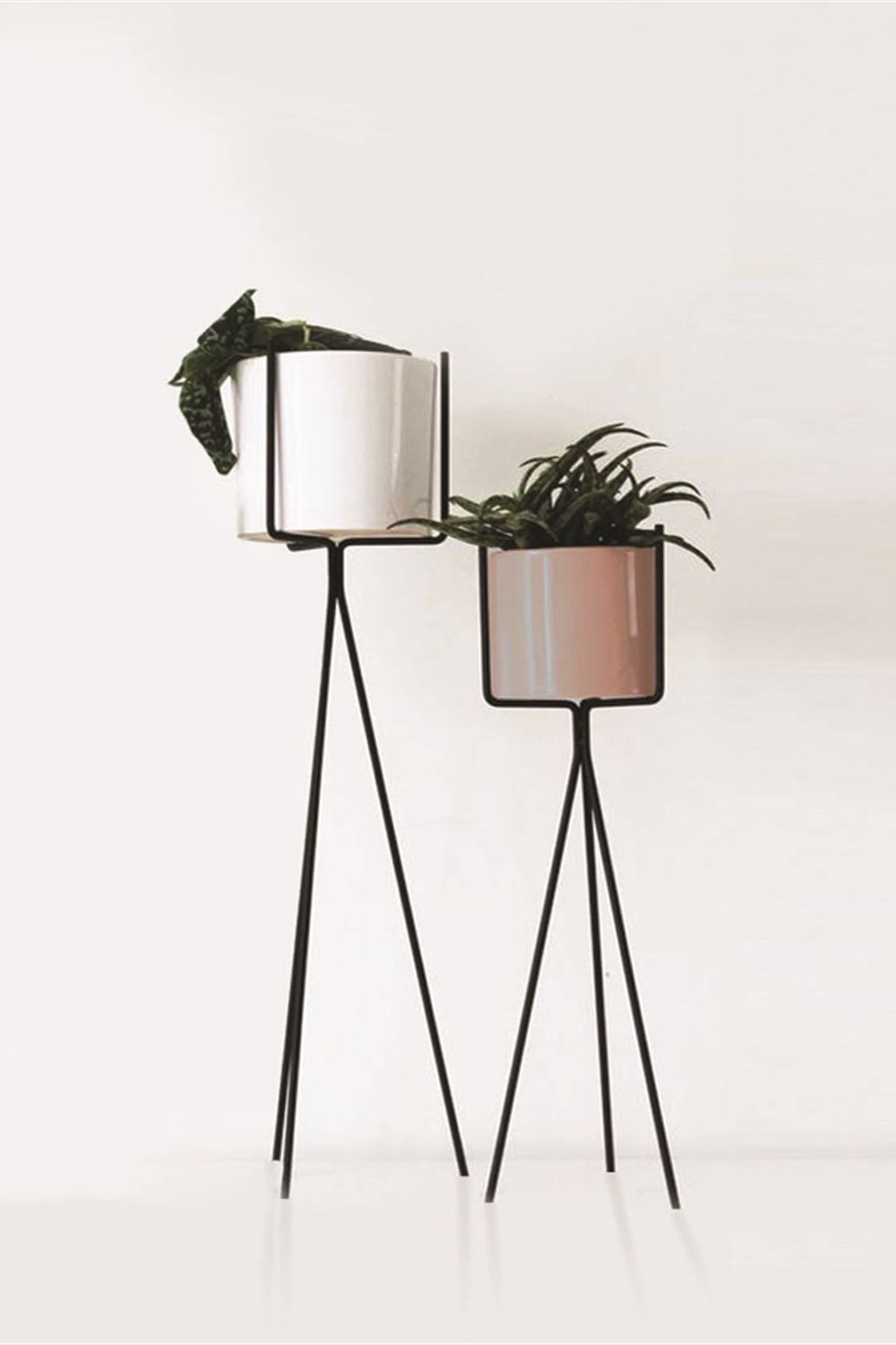 Siyah Saksılık Ortanca