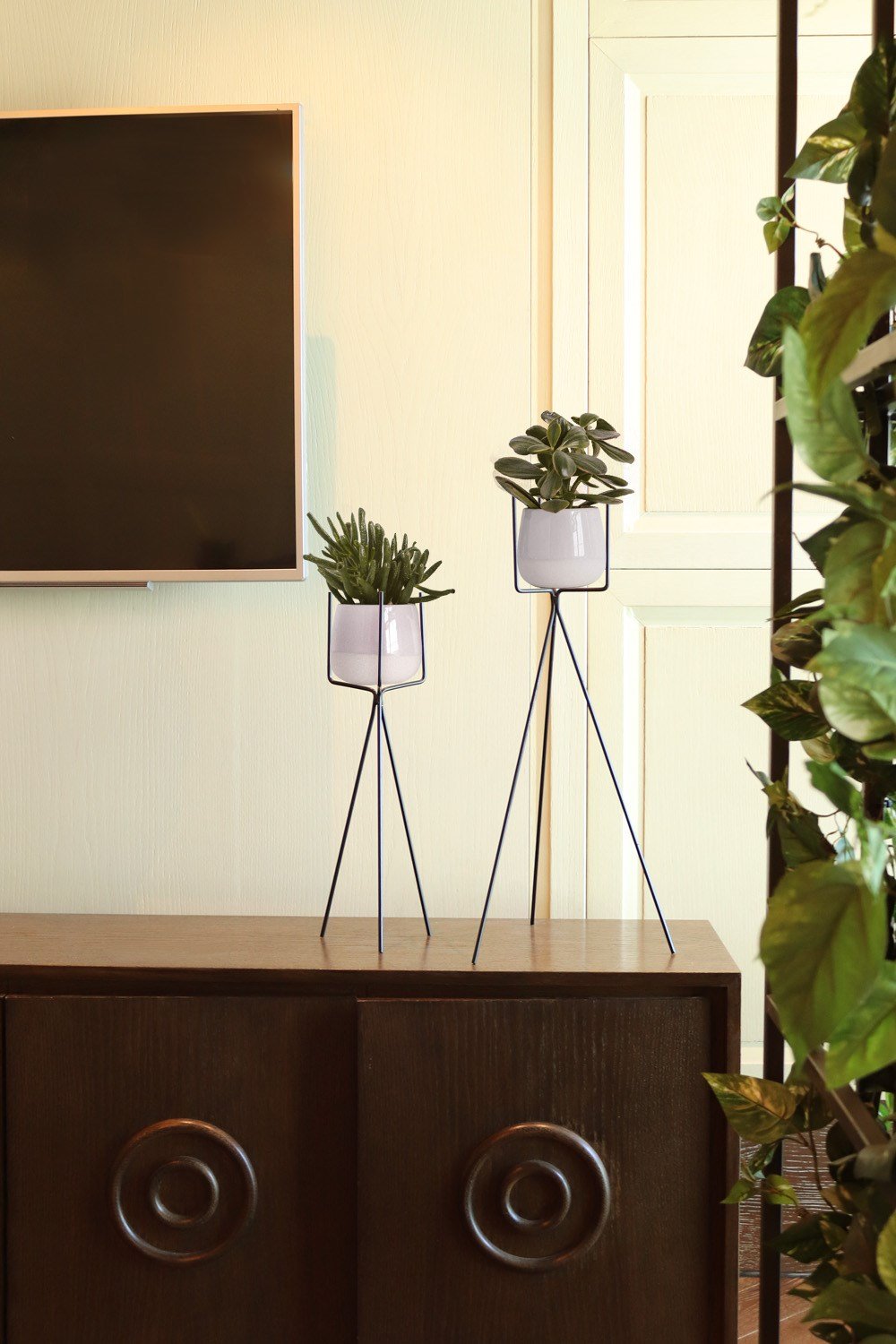 Siyah Saksılık büyük