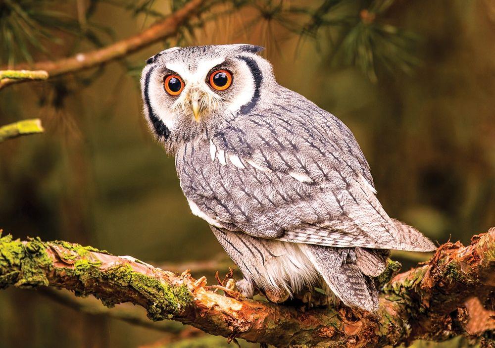 KS PUZZLE BAYKUS PUZZLE 100 PARCA Diğer KS245