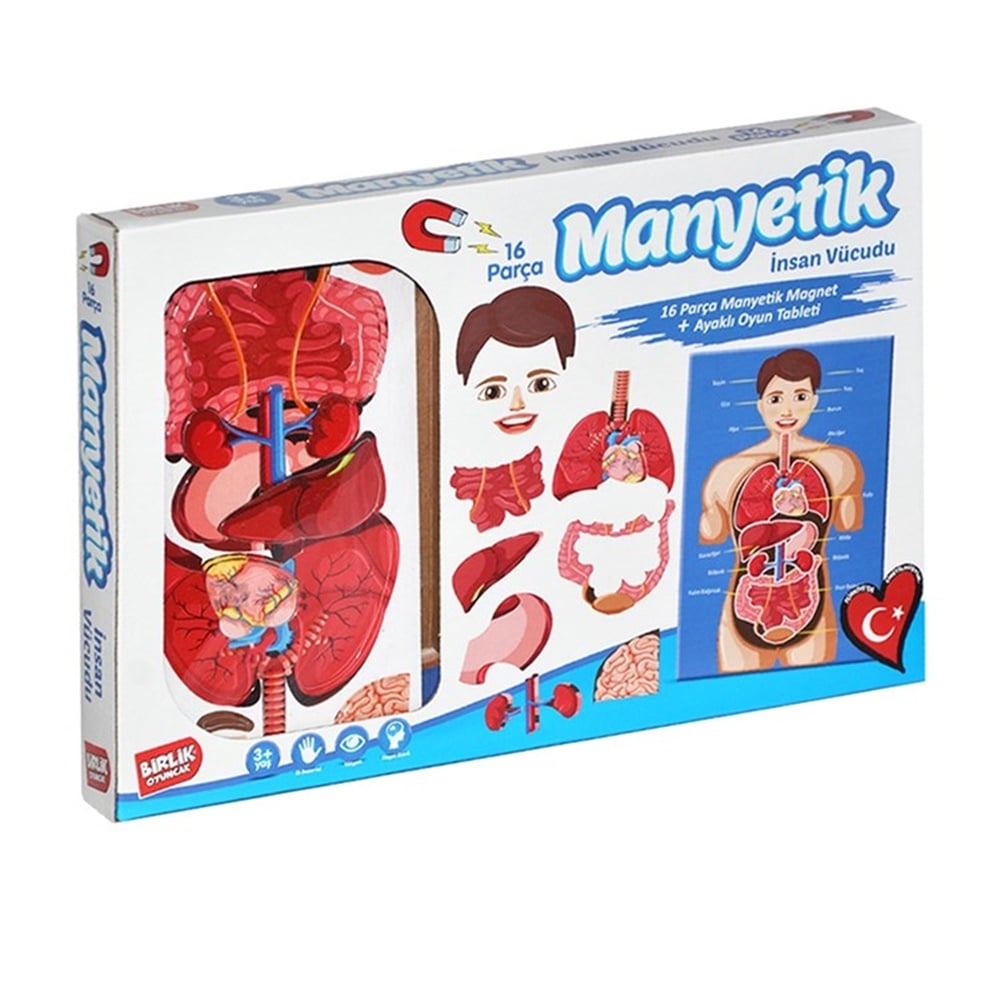 MANYETIK INSAN VUCUDU Toystop BRL016