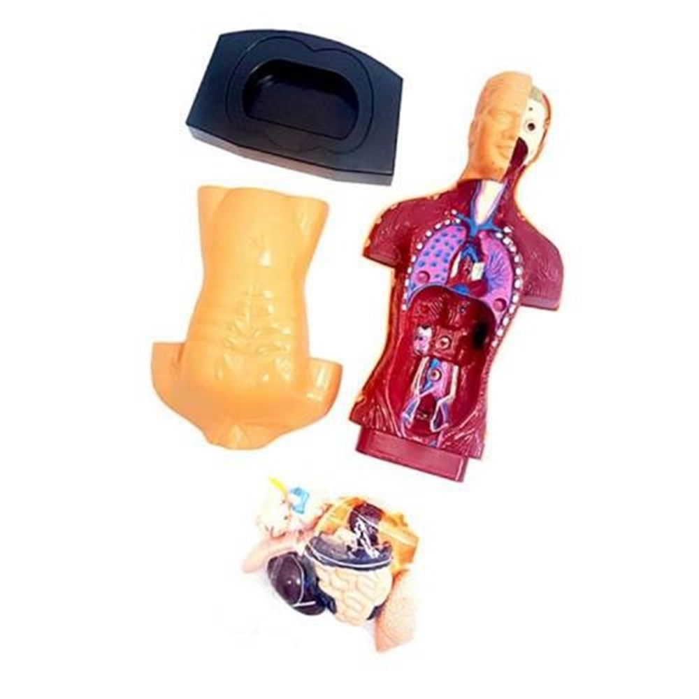 KUTULU INSAN VUCUDU Toystop KZL3301