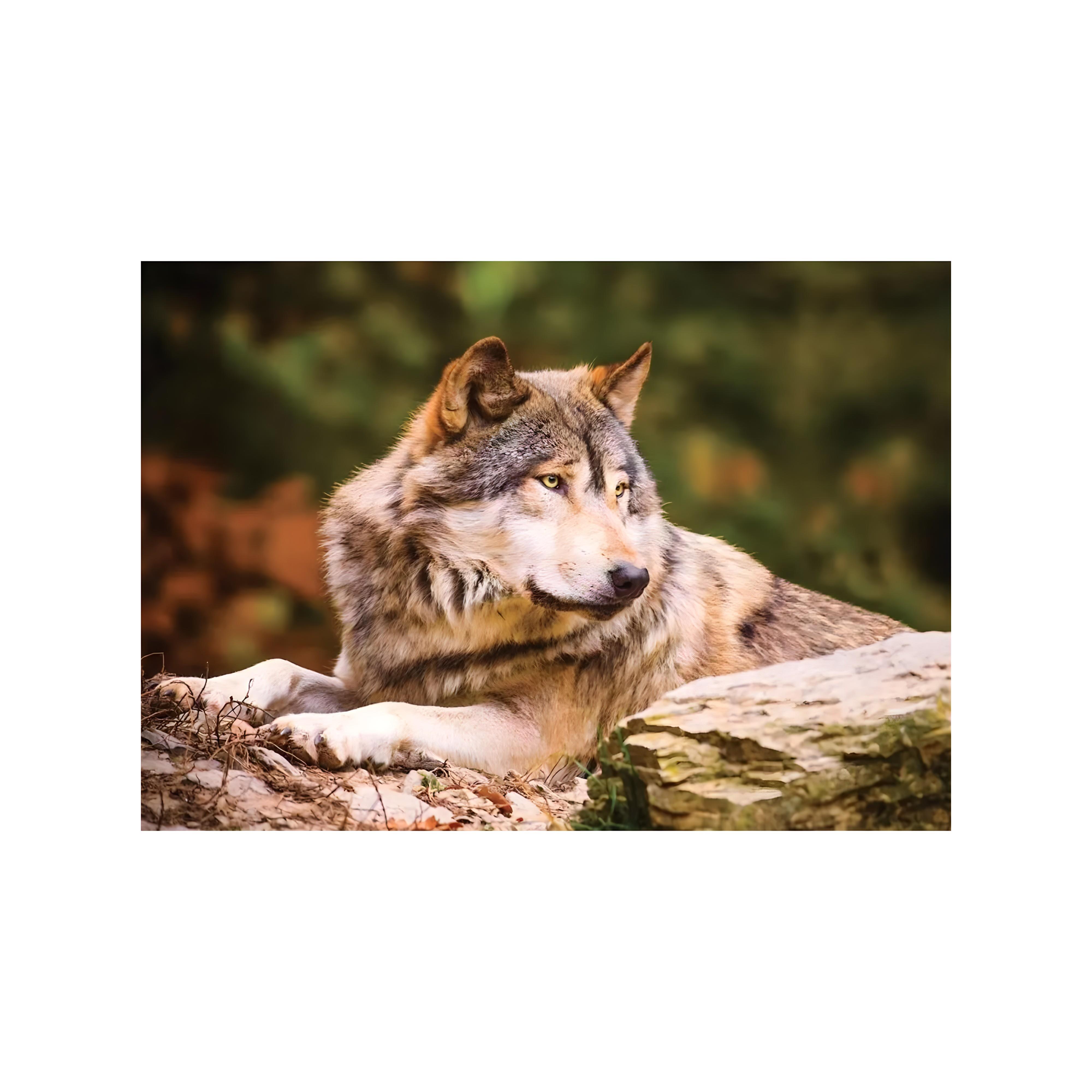 KS GAME ANIMAL PLANET LONEWOLF Diğer KS 10108