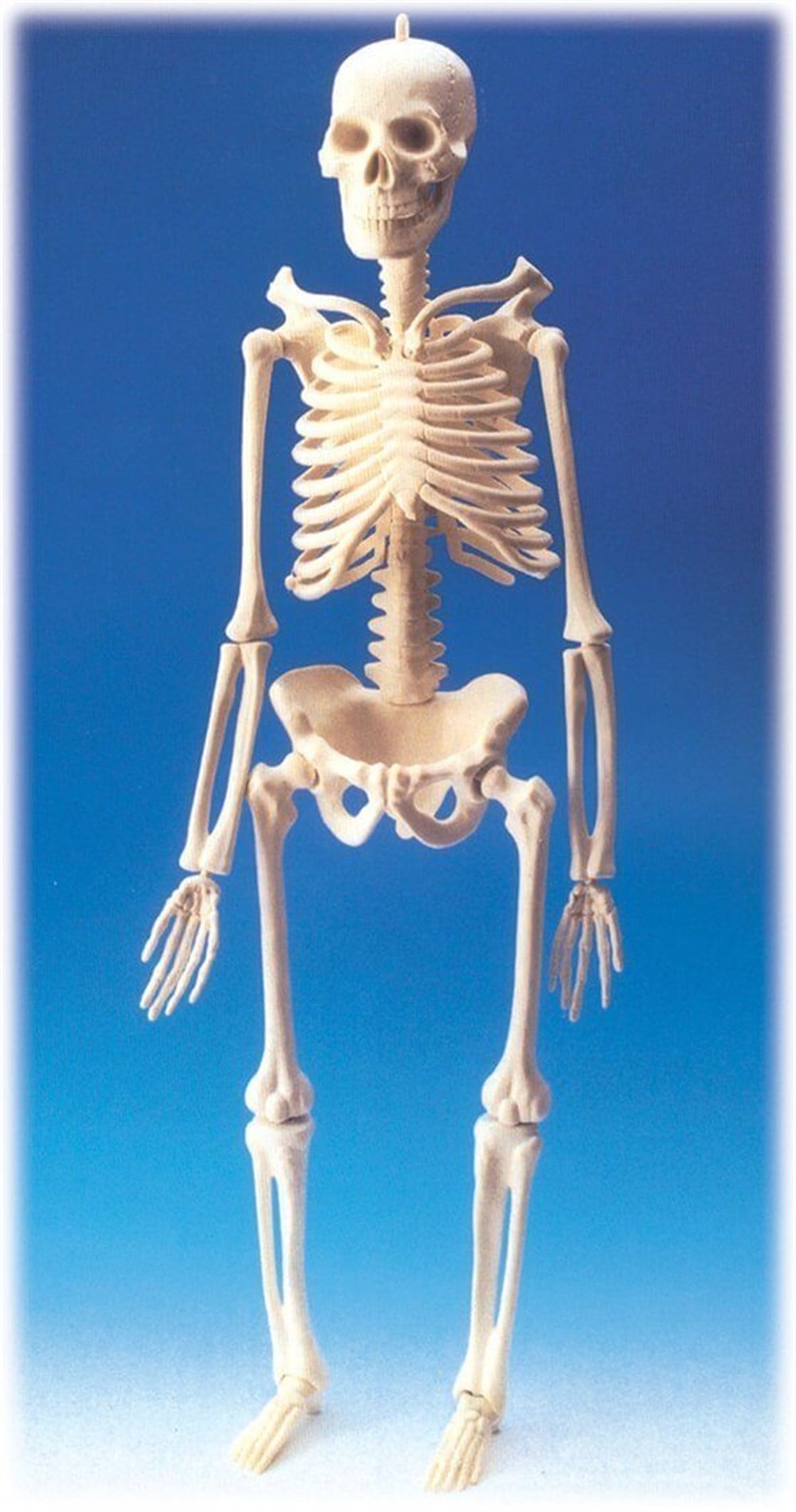 Yelken İskelet Modeli (46 Cm) YELKEN 4430 Toystop YELKEN 4430
