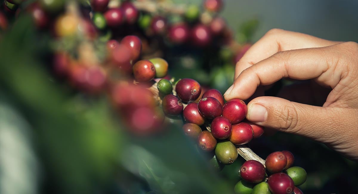 Single-Origin Kahve