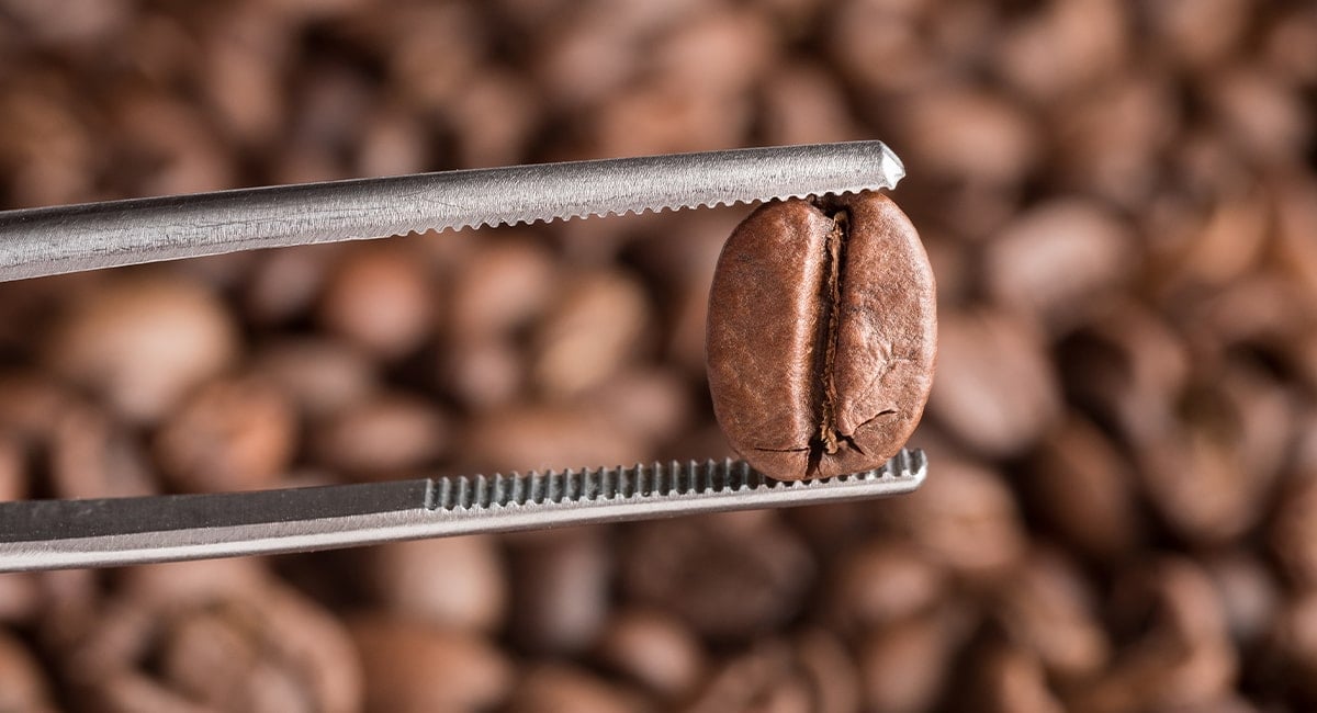 Robusta Kahve Nedir?