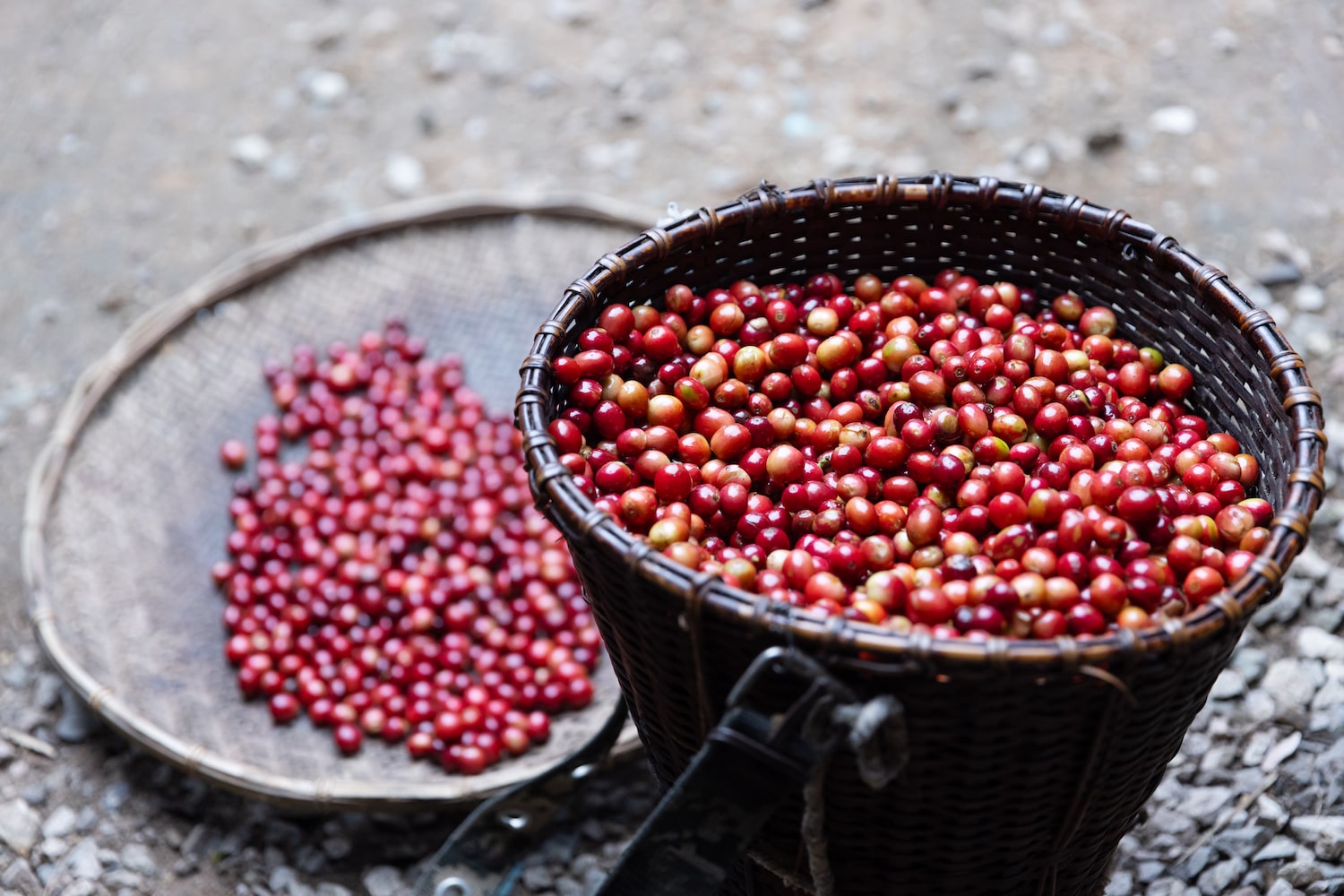 Fair Trade Kahve Sistemi