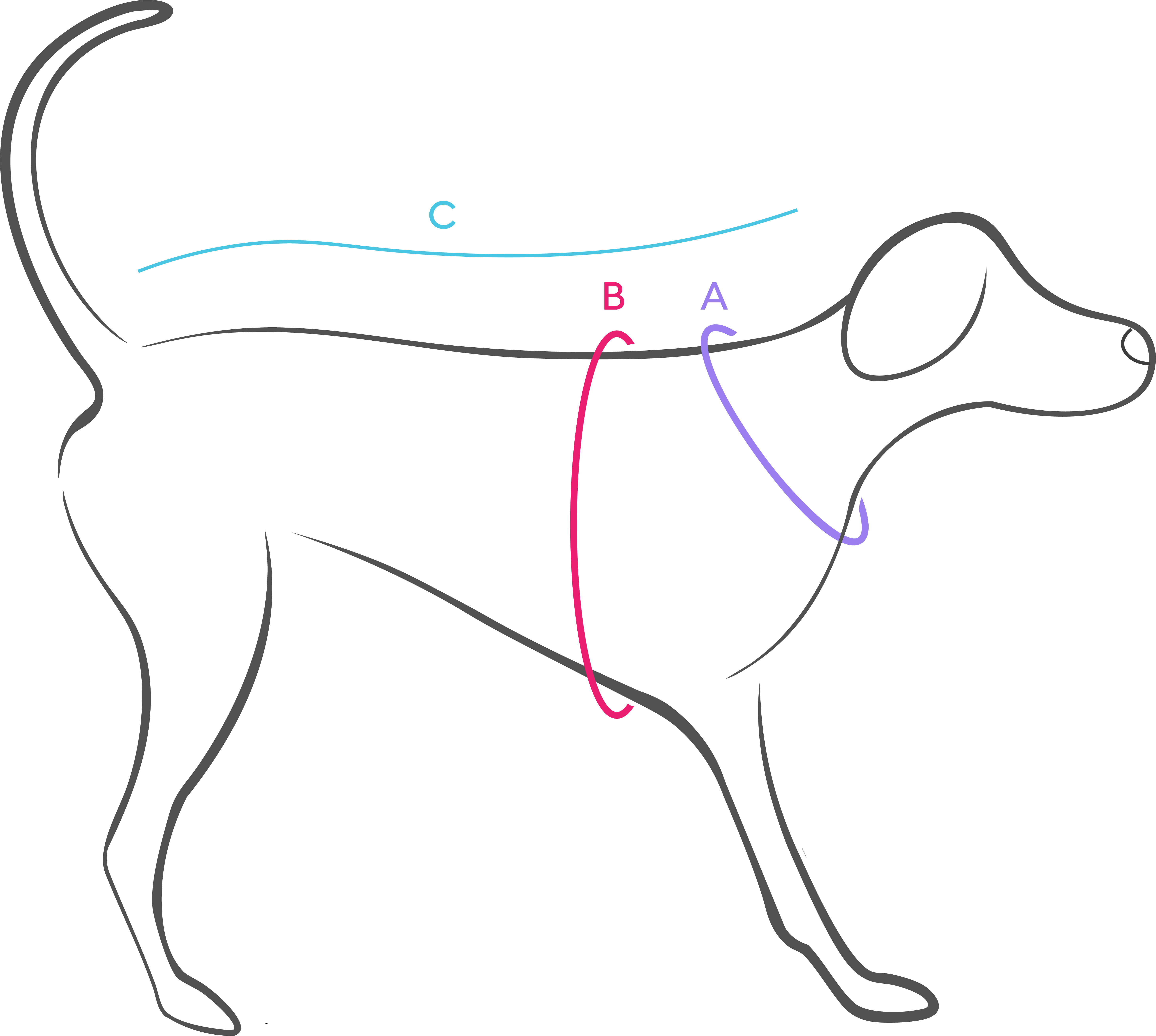 Köpek Beden Ölçüleri