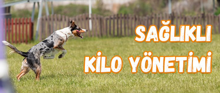 Petburger - Sağlıklı Kilo Yönetimi