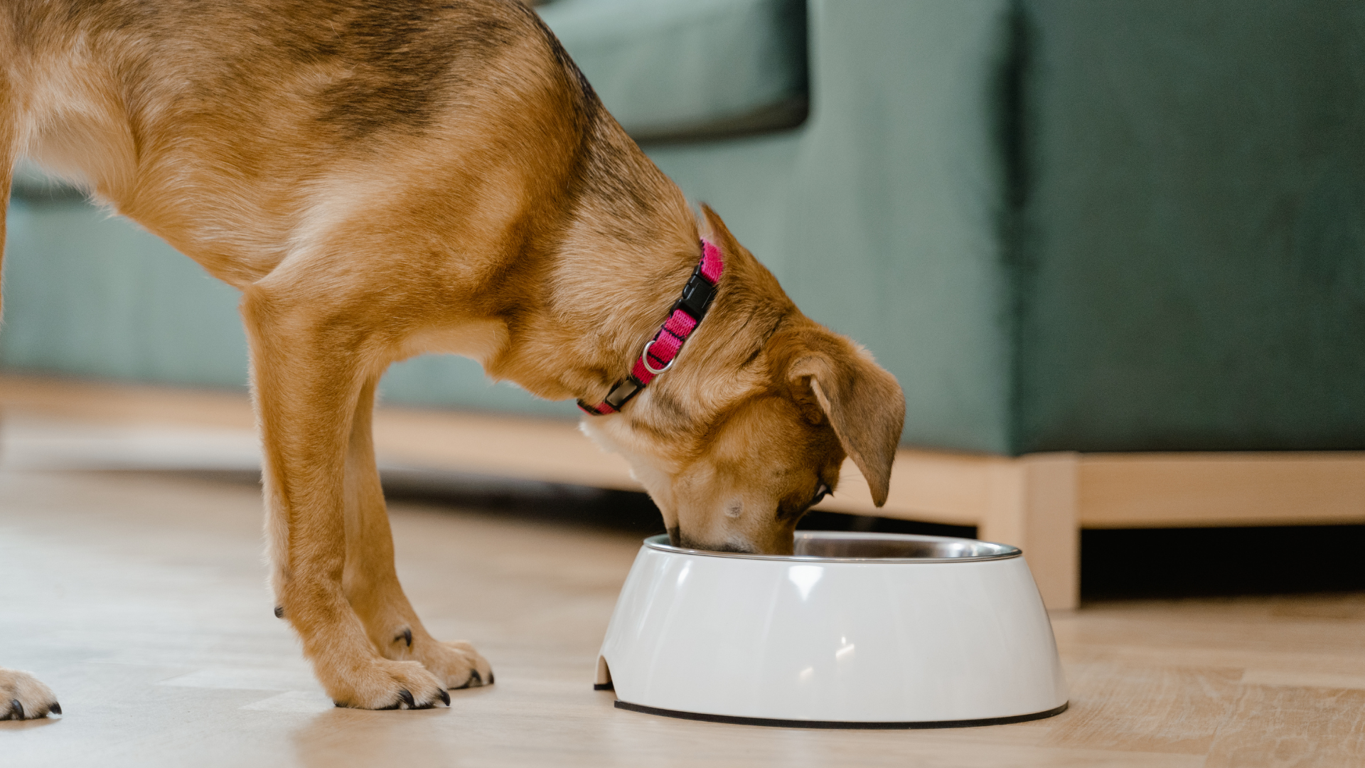 🐕 2025’te En Çok Tercih Edilen Köpek Mamaları ve Küresel Trendler
