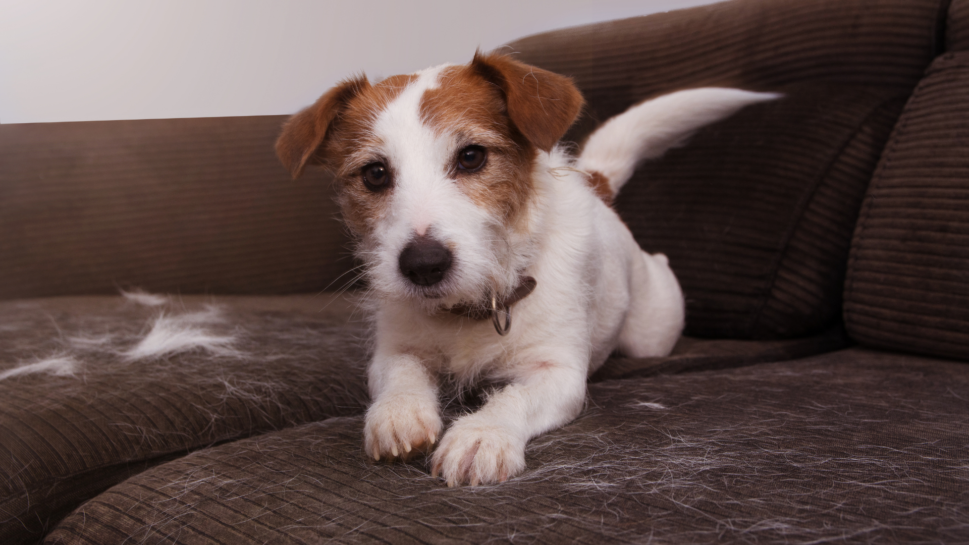 🐕 Köpeğinizin Tüy Dökmesini Azaltmanın Yolları