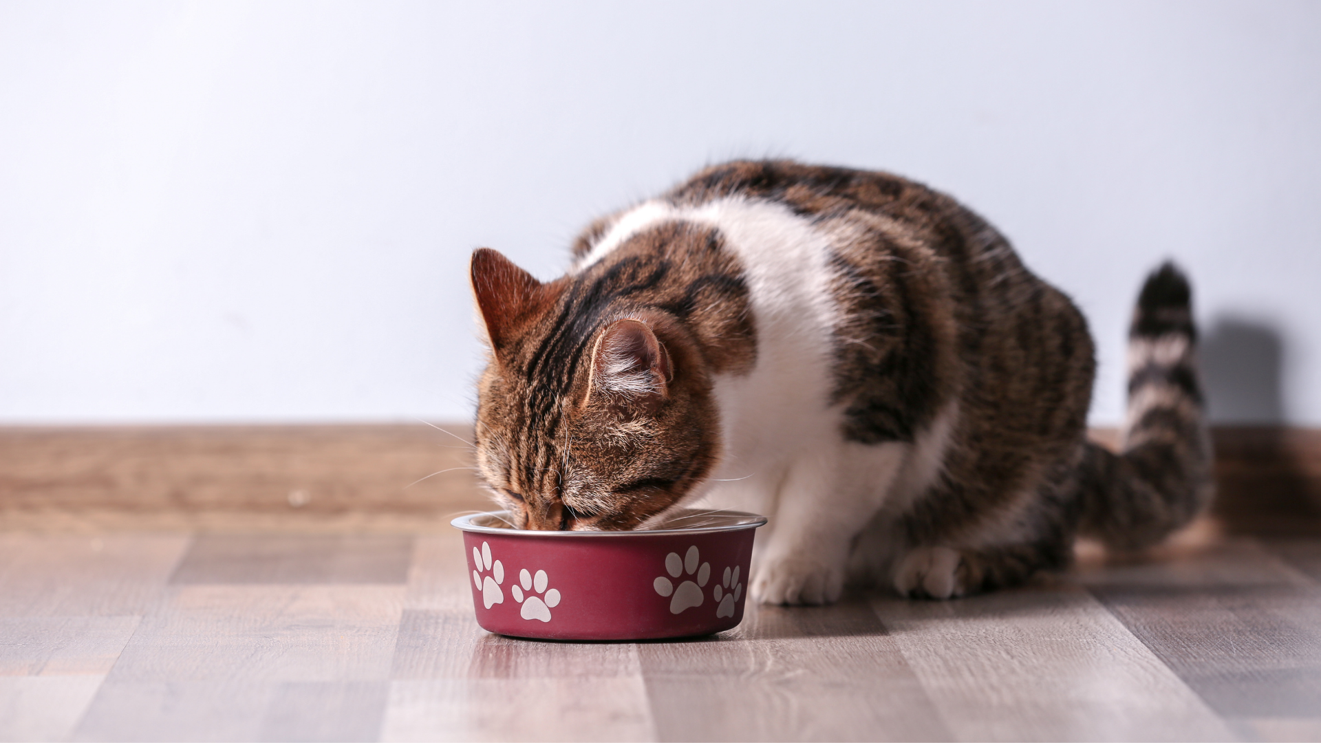 🐱 2025’te En Çok Tercih Edilen Kedi Mamaları ve Küresel Trendler