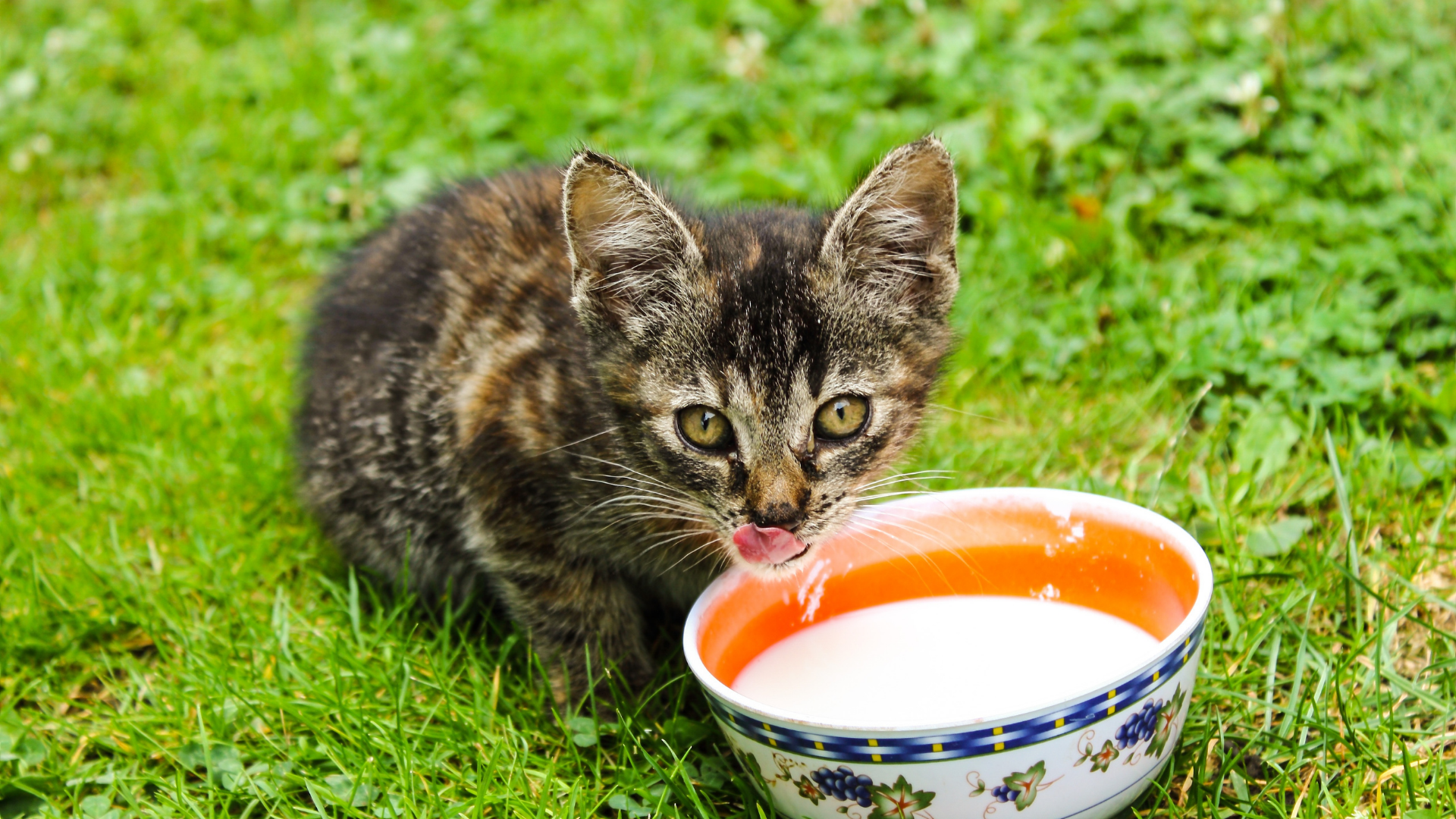 🐱 Kedilerde İştahtan Kesilme: Nedenleri ve Çözüm Önerileri